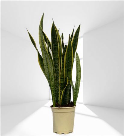 Sansevieria Trifasciata 'laurentii' 7-8 Leaves |  P.17cm -  H.80 cm