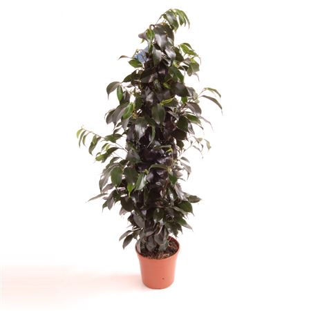 Ficus Benjamina Danielle 1PP |  P.17cm -  H.90 cm