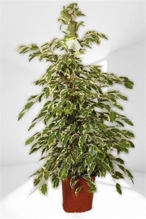 Ficus Samantha |  P.17cm -  H.90 cm