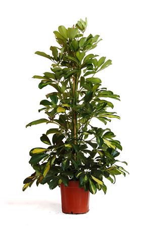 Schefflera Arboricola Dalton |  P.17cm -  H.90 cm