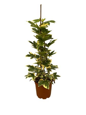 Fatshedera variagata XTRA |  P.17cm -  H.80 cm
