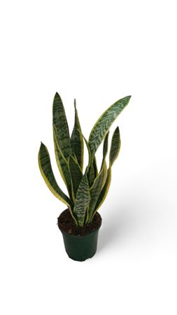 Sansevieria Trifasciata laurentii |  P.17cm -  H.100 cm
