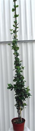 Trachelospermum Jasminoides |  P.18cm -  H.100 cm