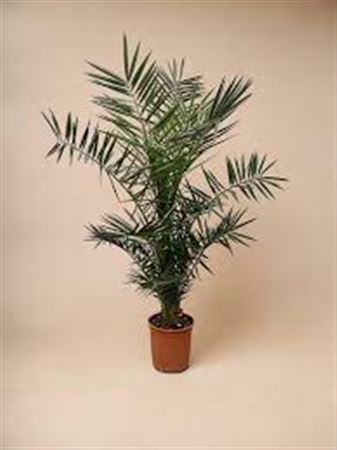 Phoenix Canariensis |  P.18cm -  H.120 cm