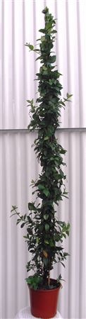 Trachelospermum Jasminoides |  P.20cm -  H.120 cm
