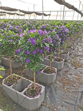 Solanum Ratonettii Stam/copa |  P.20cm -  H.55 cm