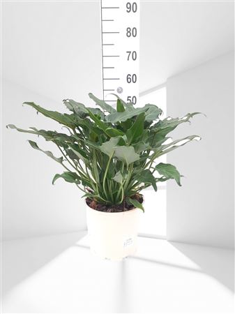 Philodendron Xanadu |  P.20cm -  H.50 cm