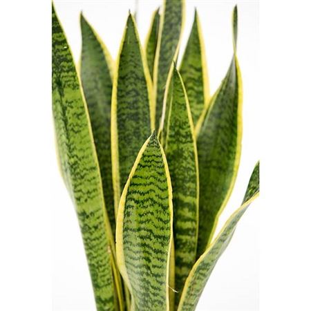 Sansevieria Trifasciata laurentii |  P.20cm -  H.60 cm