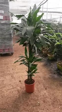 Dracaena Janet Lind | 60.30.15 |  P.20cm -  H.90 cm