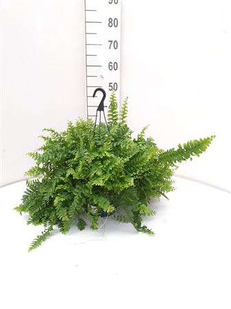 Nephrolepis Dallas Hang | Colgar |  P.20cm -  H.45 cm