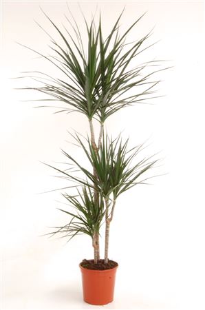 Dracaena Marginata | 60.30.15 |  P.20cm -  H.90 cm
