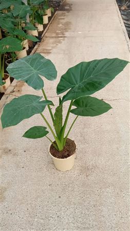Alocasia Macrorrhiza |  P.20cm -  H.120 cm