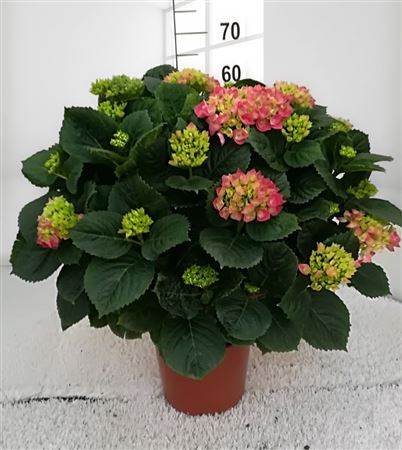 Hydrangea |  P.20cm -  H.80 cm