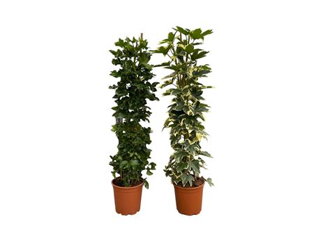 Fatshedera variagata |  P.20cm -  H.100 cm