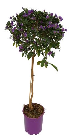 Solanum Ratonettii Stam/copa |  P.20cm -  H.65 cm