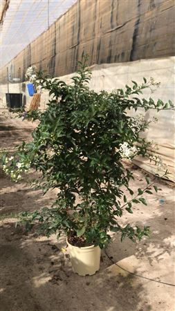 Solanum Jasminoide Spalier/espaldera |  P.20cm -  H.105 cm