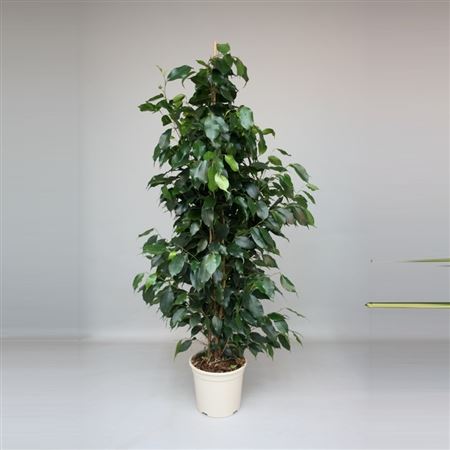 Ficus Benjamina Danielle 1PP |  P.20cm -  H.120 cm