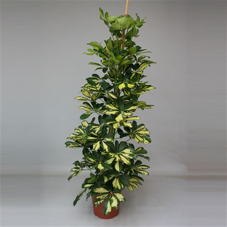 Schefflera Arboricola Dalton |  P.20cm -  H.120 cm