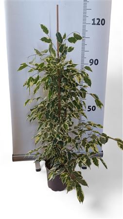 Ficus Samantha |  P.20cm -  H.120 cm