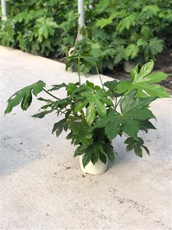 Fatsia Japonica |  P.22cm -  H.60 cm