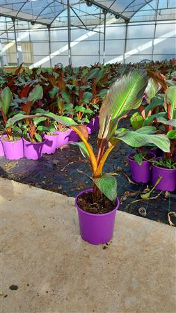 Musa Maurelli |  P.22cm -  H.100 cm