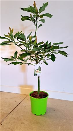 Aguacate Garden |  P.22cm -  H.110 cm