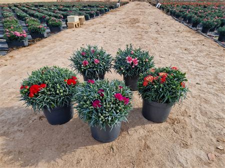 Dianthus carnelia 22 cm |  P.22cm -  H.40 cm