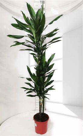 Dracaena Janet Lind | 90.60.30 |  P.22cm -  H.120 cm