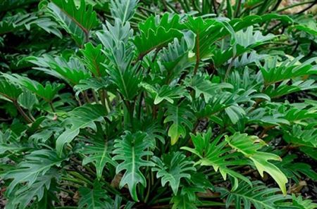 Philodendron Xanadu |  P.22cm -  H.80 cm