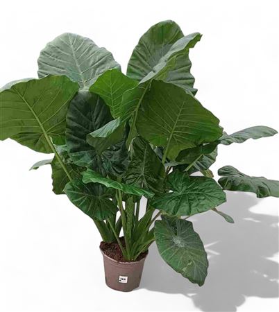Alocasia Macrorrhiza |  P.22cm -  H.100 cm