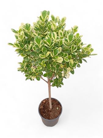 Ficus Marinma Stamm - Copa |  P.22cm -  H.100 cm