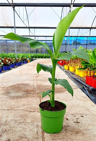 Musa Basjoo |  P.22cm -  H.120 cm