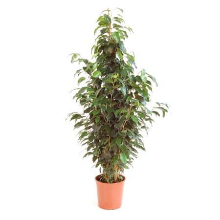 Ficus Benjamina Danielle 1PP |  P.22cm -  H.150 cm