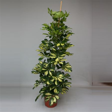 Schefflera Arboricola Dalton |  P.22cm -  H.150 cm
