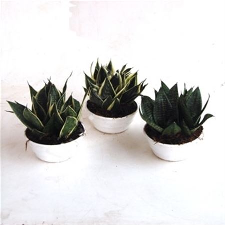 Sansevieria Trifasciata 'laurentii' Schaal/tarina |  P.25cm -  H.40 cm