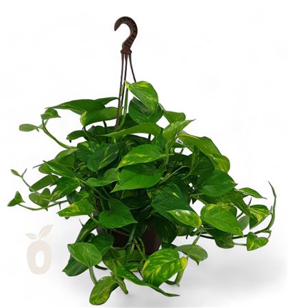 Hang Planten Mix Hang | Colgar, Scindapsus - Philo |  P.23cm -  H.50 cm