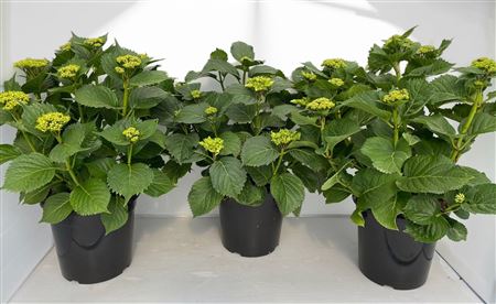 Hydrangea |  P.24cm -  H.80 cm