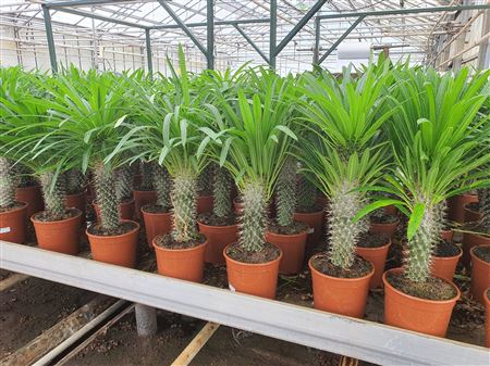 Pachypodium lamerei |  P.19cm -  H.80 cm