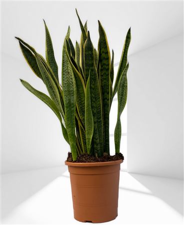 Sansevieria Trifasciata laurentii |  P.25cm -  H.80 cm