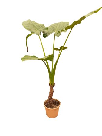Alocasia Macrorrhiza |  P.25cm -  H.120 cm