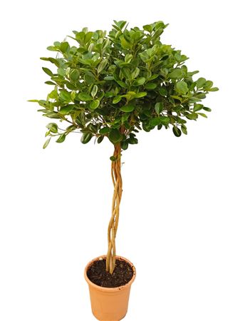 Ficus Marinma Gevlochten | Trenzado |  P.25cm -  H.110 cm
