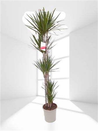 Dracaena Marginata | 120.90.60.30.15 |  P.25cm -  H.150 cm