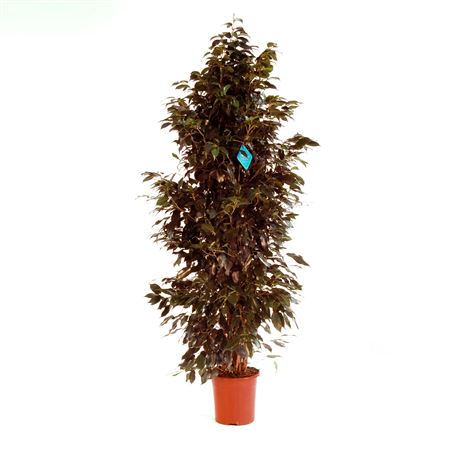 Ficus Benjamina Danielle 1PP |  P.25cm -  H.180 cm