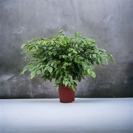 Ficus Samantha |  P.27cm -  H.80 cm