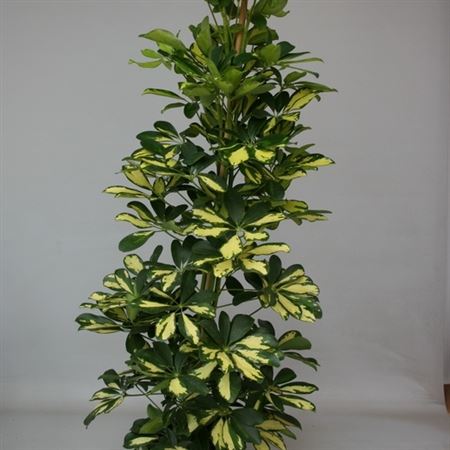 Schefflera Arboricola Gold Capella Group |  P.27cm -  H.180 cm
