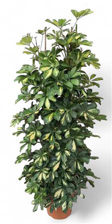 Schefflera Arboricola Gold Capella Group |  P.29cm -  H.180 cm