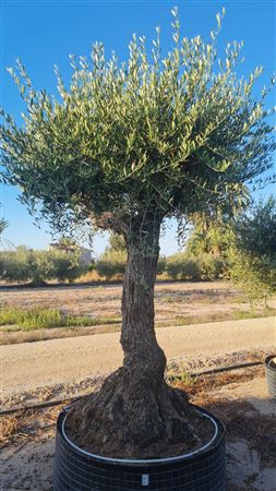 Olea Europea Lechin Malla 2 F 220/240 |  P.NETcm H.220 cm