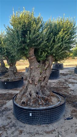 Olea Europea Lechin malla 2 G |  P.NETcm H.240 cm