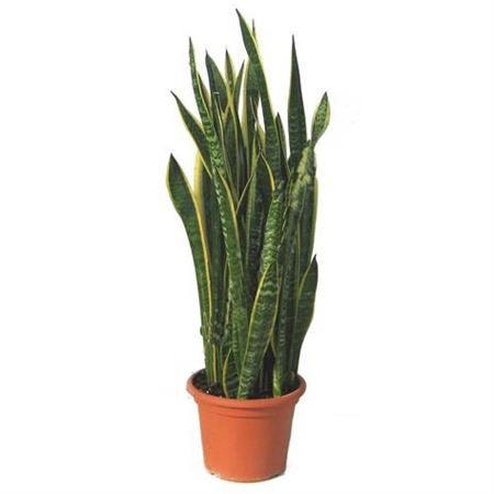 Sansevieria Trifasciata laurentii |  P.30cm -  H.80 cm