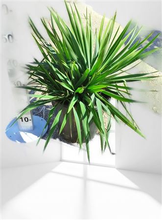 Yucca Flaccida 15Ltr |  P.30cm -  H.80 cm
